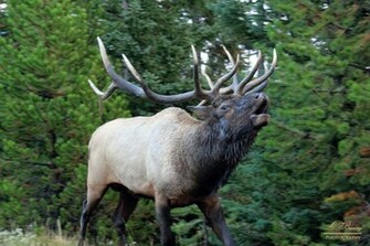 Bull Elk Fighting Wallpaper Bugling Letting