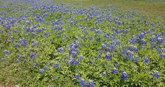 Bluebonnet Hq Background HD Wallpaper Gallery Gallsource