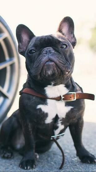 French Bulldog Wallpaper Animals Dog Breeds