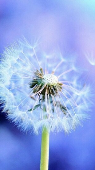 Dandelion Samsung Wallpaper Galaxy S5 S4