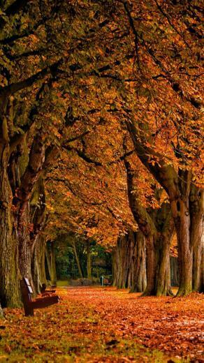 Park Autumn iPhone 5s Wallpaper iPad