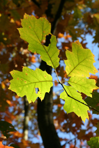 Autumn Fall Foliage Golden Wallpaper