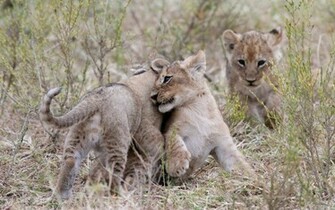 Lion Cubs Wallpaper