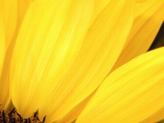 Black And White Wallpaper Yellow Flower Close Up Photo