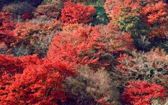 Autumn Nature HD Wallpaper 1080p