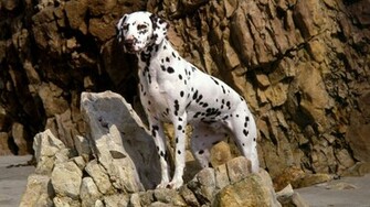 Dalmatian Wallpaper
