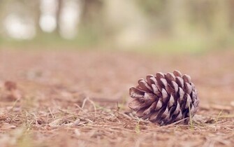 Pine Cone Wallpaper