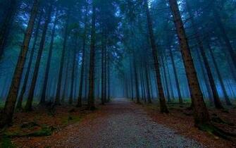 The Journey To Mystical Forest Wallpaper