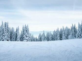 Wallpaper Snow Winter Trees Landscape Snowy HD