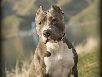 Pit Bull Dogs Wallpaper