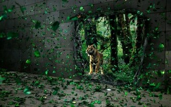 Amazing Wallpaper Collection
