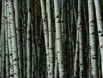 Pictures Photo Gallery Desktop Wallpaper National Geographic