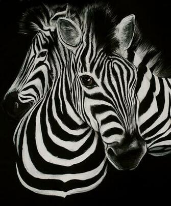 HD Zebra Background Cool Wallpaper HDr Clip Art Library