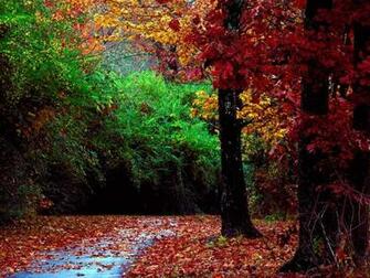 Nature Wallpaper HD Forest