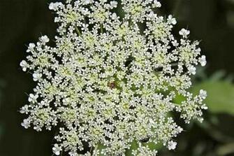 Queen Anne S Lace HD Wallpaper