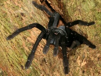 Tarantula Spider Wallpaper