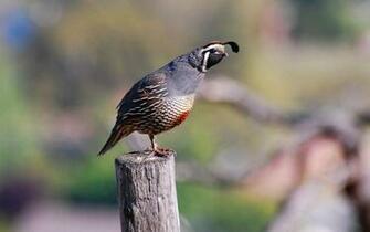 Quail Wallpaper