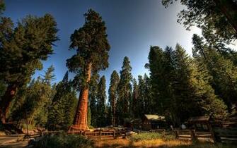 Redwoods Wallpaper
