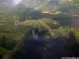 Crocodile Wallpaper Swamp Killer Crocodiles HD