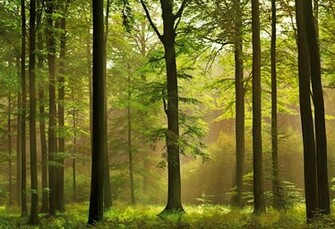 Abstract Wallpaper Beautiful Forest