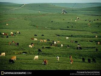 Cattle Feast On New Grass At The Z Bar Spring Hill Ranch Only A Month