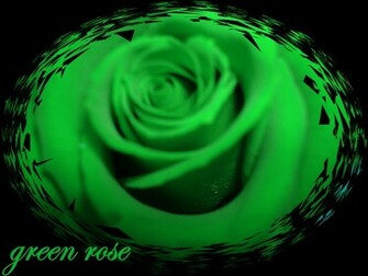 Related Pictures Green Rose Wallpaper