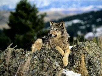 Wolf Screensaver Screensavers