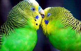 Wallpaper Of Love Birds