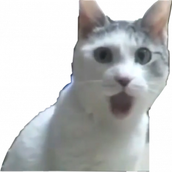 Cat Meme Wallpaper