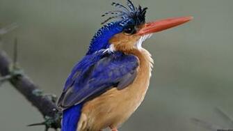 Image Hosting Eye Catching Birds 1080p HD Wallpaper Jpg