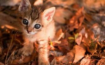 Wallpaper Autumn Cat