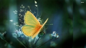 Fantasy Butterfly Wallpaper