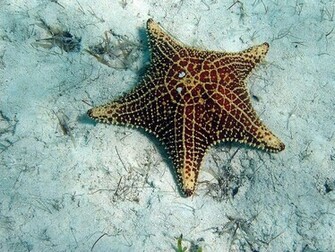 Keywords Starfish Wallpaper Desktopwallpaper