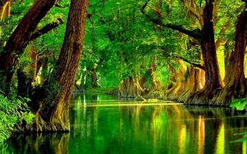 Green Forest Live Wallpaper Android Apps Games On