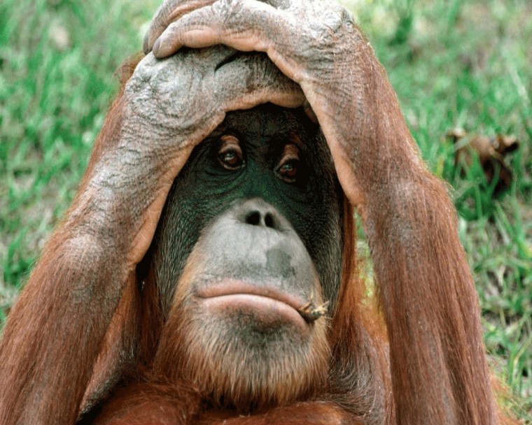 Funny Picture Cute Beautiful Digital Animal HD Wallpaper