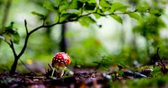 HD Green Natureultra Ololoshka Good Morning Nature S Fantasyable