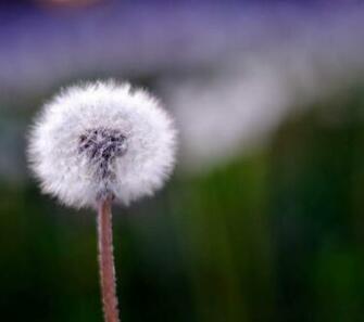 Galaxy S4 Wallpaper HD