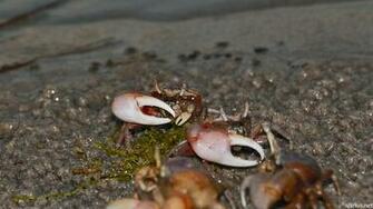 Atlantic Marsh Fiddler Crab Uca Pugnax Spinus Nature Photography