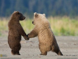 Grizzly Bear Cubs