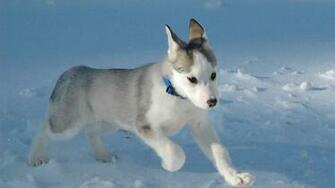 Baby Husky Desktop Wallpaper Burdo