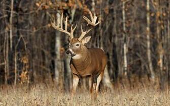 Deer Desktop Wallpaper HD