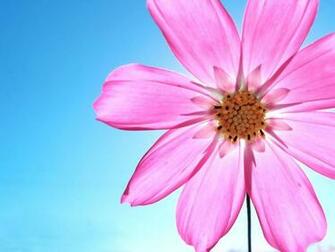 Pink Daisy Px HDwallsource