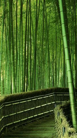Landscape Green Bamboo Forest Wallpaper Sc Smartphone