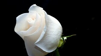 White Roses Black Background Rose On A Blac