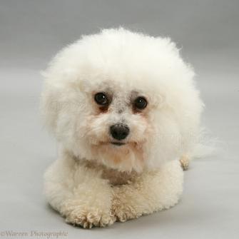 Dog Bichon Frise Bitch On Grey Background Photo Wp47662