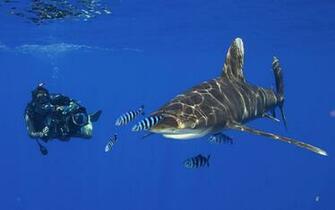 Shark Wallpaper HD Pictures Animal Photo