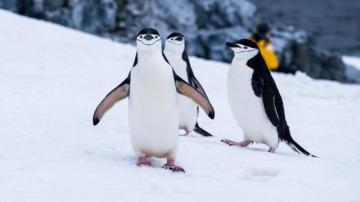 Best Penguin Pictures HD Image