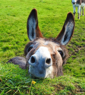Albums Picture Of A Donkey Stunning Wallpaper