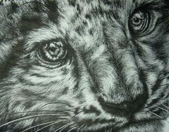 Contest Entry Snow Leopard By That One Midget