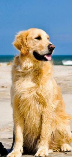 Golden Retriever Wallpaper Image